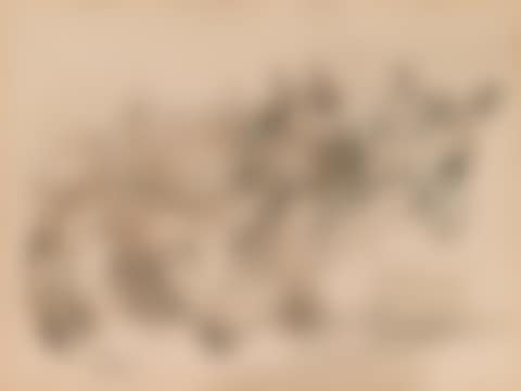 Two donkeys (preview)