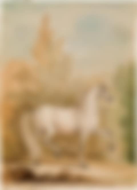 White horse with grey muzzle and limbs (Ganz weißer Schimmel mit grauem Maul und Extremitäten) (preview)