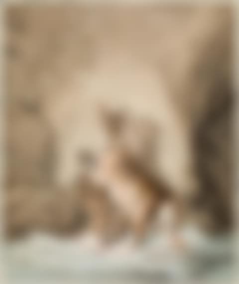 A fallow deer grabbed by a wolf (preview)
