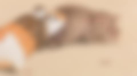 Guinea pigs (preview)