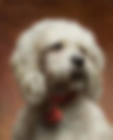 Malteser mit rotem Halsband (preview)
