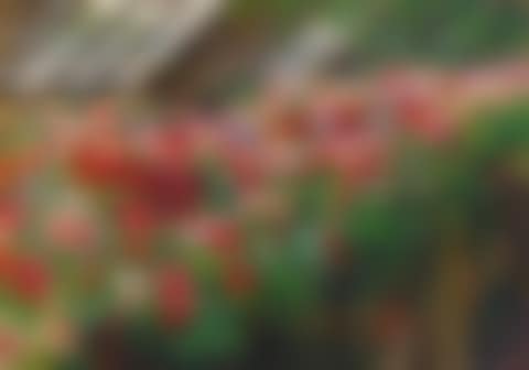 Gloxinias in the glasshouse of Castel Grafenegg (Lower Austria) (preview)