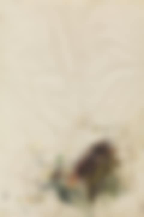 Venice (preview)