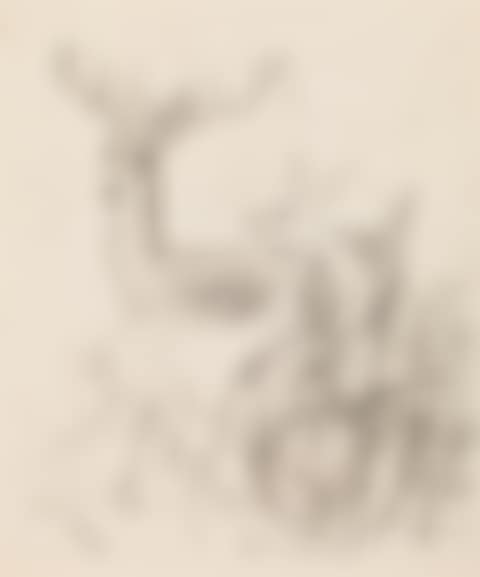 Deer family (preview)