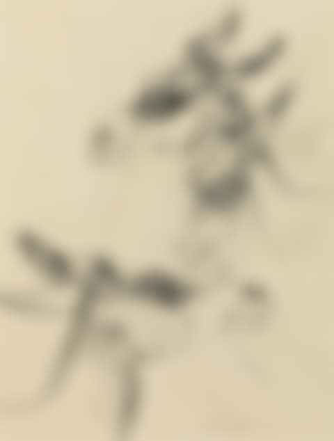 Three donkeys (preview)
