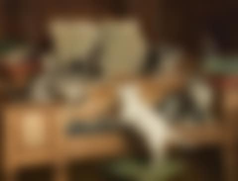 Kittens on a piano (preview)