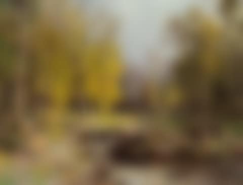 Forest Landscape in Bukovina ("Waldpartie aus dem Sipitulthal") (preview)