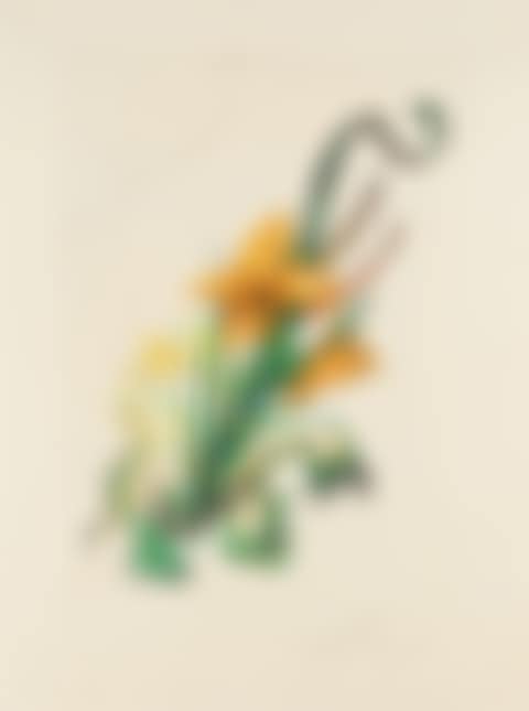 Hemerocallis thumbergii elephanter furiosa, from Surrealistic Flowers (Field 72-7D; M&L 545) (preview)