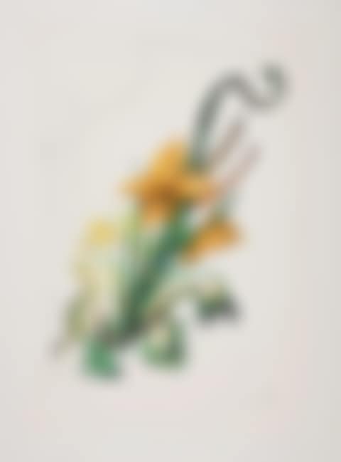 Hemerocallis thumbergii elephanter furiosa, from Surrealistic Flowers (Field 72-7D; M&L 545) (preview)