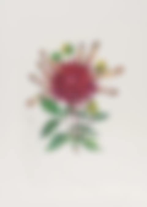 Dahlia Rapax (from Surrealistic Flowers) (Field 72-7-H; M&L538) (preview)