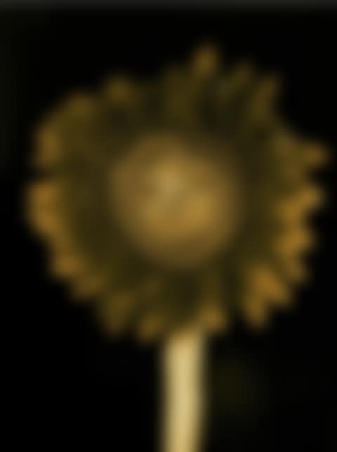 Untitled (Sunflower) (preview)