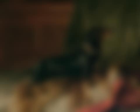 Portrait of a Dachshund (preview)