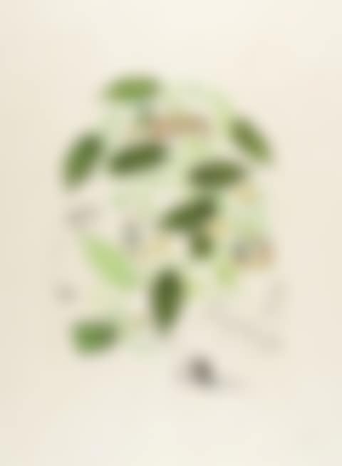 Passiflore (Passion Flower) (Field 68-3H; M&L 235c) (preview)