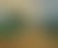 "Dominican Countryside" (preview)