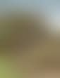 Feeding The Sheep (preview)