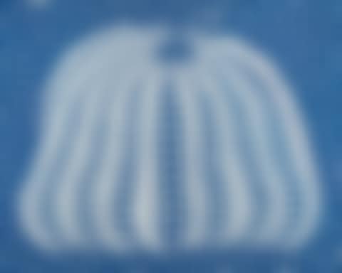 Blue Pumpkin (preview)