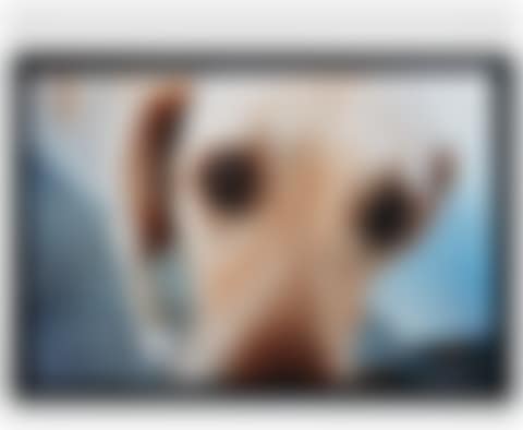 Untitled (blurred dog) (preview)