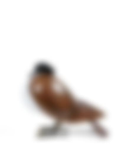 “PIGEON” LAMP (preview)