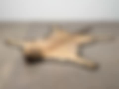 A mounted taxidermy tiger skin and head (preview)