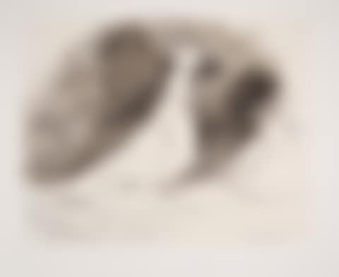 Pigeons; Marina Picasso Estate Lithograph Collection (preview)
