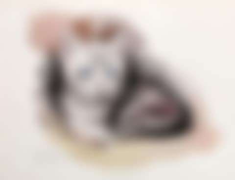 American Wirehair Kitten (preview)
