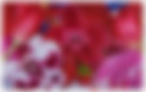 Cherry Blossom Trail (preview)