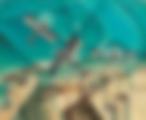 Trio in volo (preview)