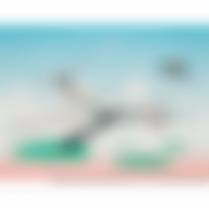 Japanese apricot (preview)
