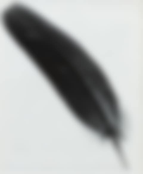 Plume (Feather) (preview)