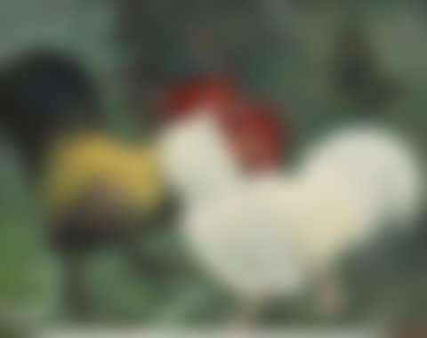 Cockfight (preview)