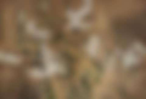 Liliums (preview)