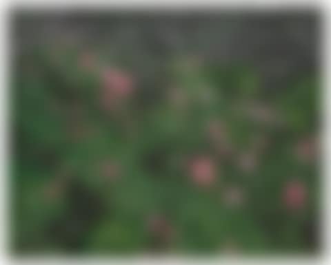 Rose Painting (Near Van Gogh's Grave) X (preview)