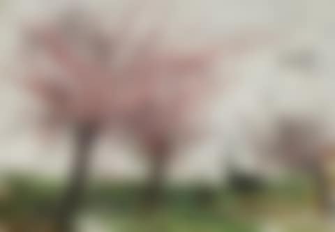 Pommiers en fleurs (preview)