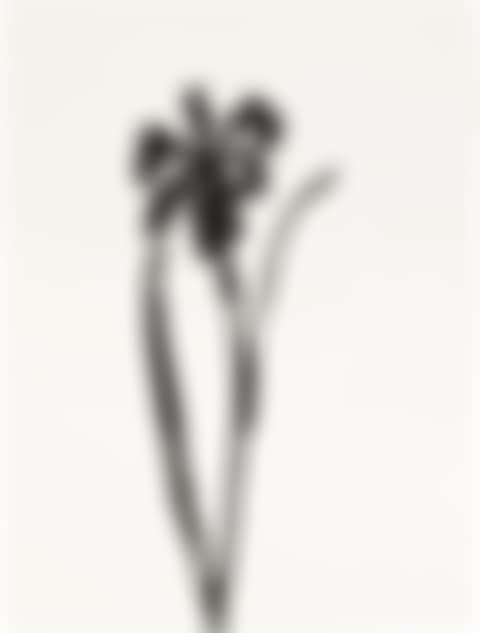 Siberian Iris (preview)