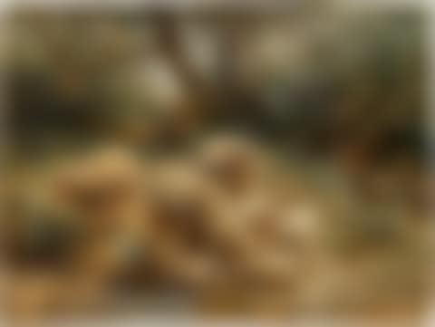 Sheep by the River's Edge (preview)