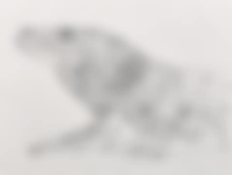 Vanishing animals, Komodo monitor (preview)