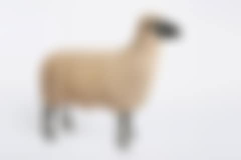 Mouton de Pierre (preview)