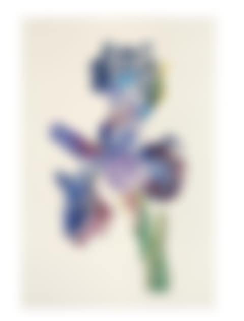 Dutch Iris I (preview)