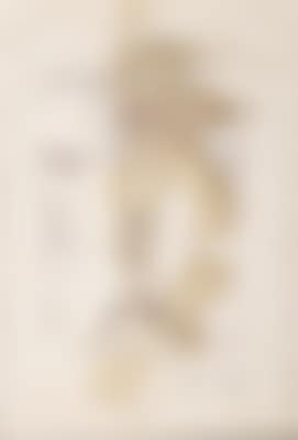Christus der Widdergott (preview)