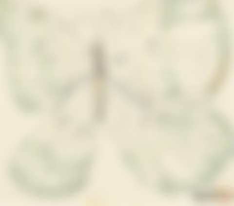 Butterfly (preview)