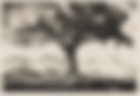The Tree. (preview)
