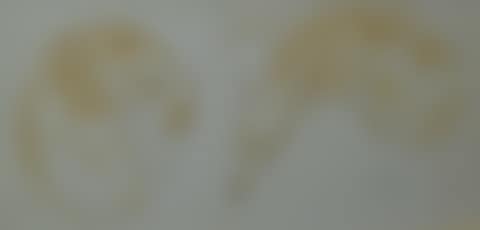 "Two Whippet Studies" (preview)
