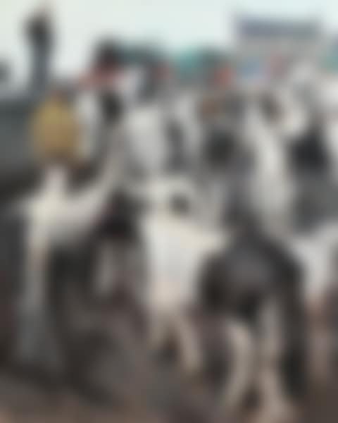 Horse Fair, Ballinasloe (preview)