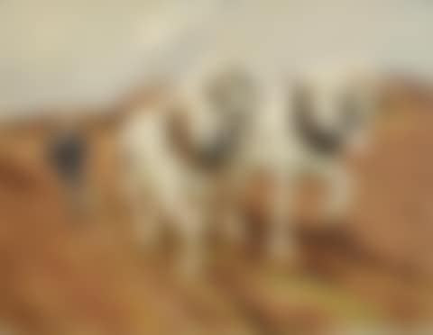 Working Shires (preview)