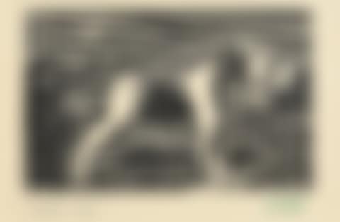 Spaniel (preview)