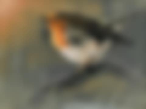 Robin (preview)