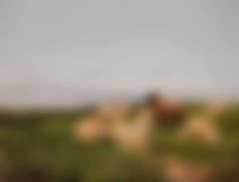 Sheep on a hillside (preview)
