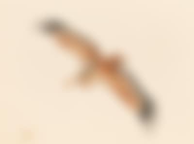 Pelican in flight (preview)