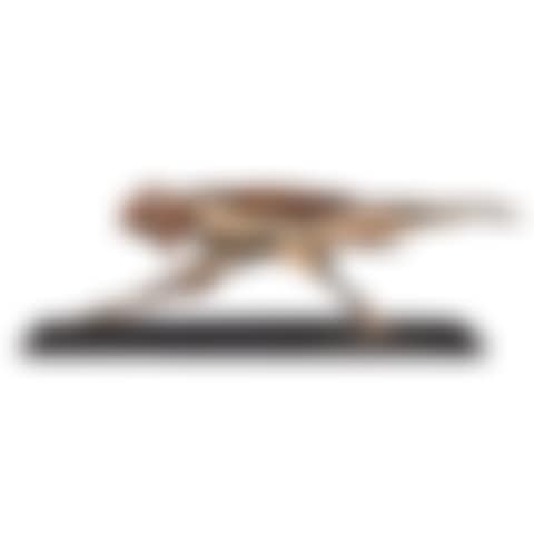 Cruel Bird (preview)