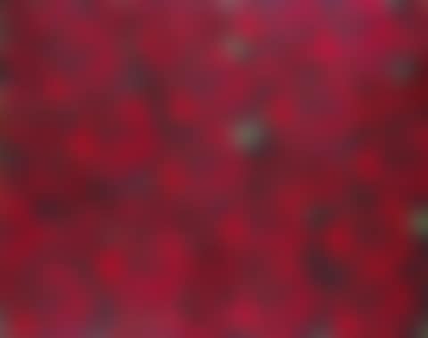Untitled (Red Roses) (preview)